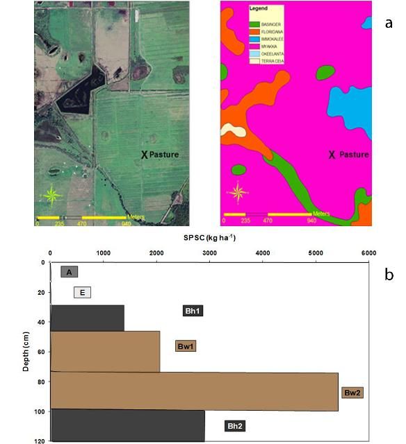 Figure 2. (a) Site and sampling locations at a minimally P-impacted pasture on Myakka soil at a dairy in the Lake Okeechobee Basin. (b) SPSC by horizon for the pasture soils up to a depth of 120 cm. Total SPSC to 120 cm depth = 11,810 kg ha-1 (10,520 lbs acre-1).