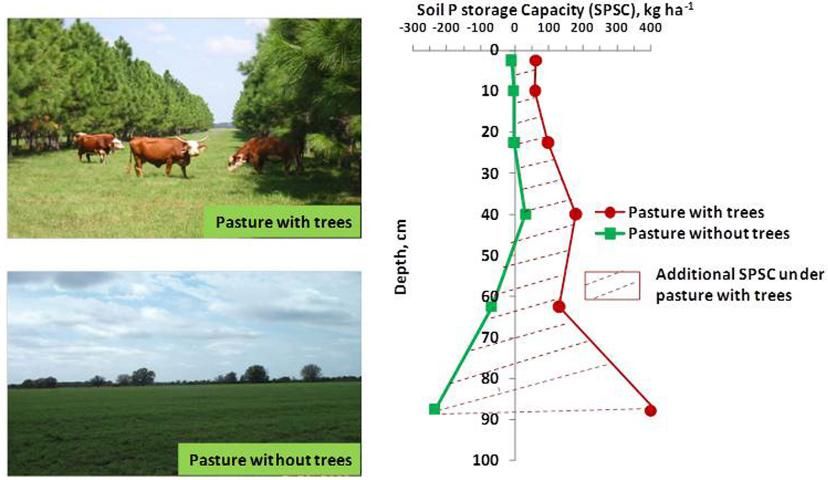 Figure 3. Comparison of the SPSC of soil profiles to a meter depth in a pasture with trees vs. a bahiagrass pasture without trees. The profiles depicted are representative of the two conditions (with and without trees) based on random sampling within each pasture type. Adapted from Nair et al. (2007).