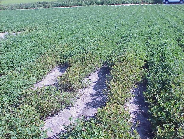 Figure 1. Boron toxicity symptoms in a localized area of a peanut field. Tissue boron was 1,116 ppm, exceeding the toxic threshold of 100 ppm listed in Table 1.