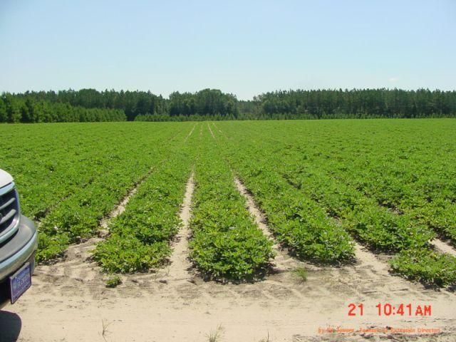 Figure 3. Peanut field with boron deficiency. Note lack of normal vegetative growth appearance as a result of compacted branch terminals. Normal fields would have lapped the middles with foliage and branches. Foliar application of boron to this field corrected deficiency symptoms shown in Figures 4 and 5, restoring normal growth and bloom production within several weeks.