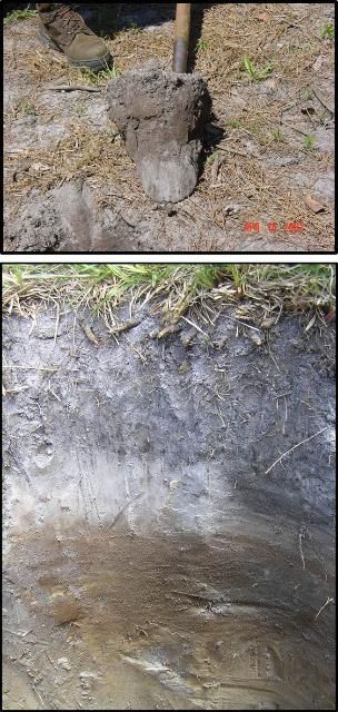 Figure 2. Typical soil pit profile collected in a bahiagrass pasture in South Florida. While the majority of the roots tend to concentrate in the top 4- to 8-inches depth, they can also occur at deeper soil depths. Soil carbon concentration is typically greater at the surface (4–6