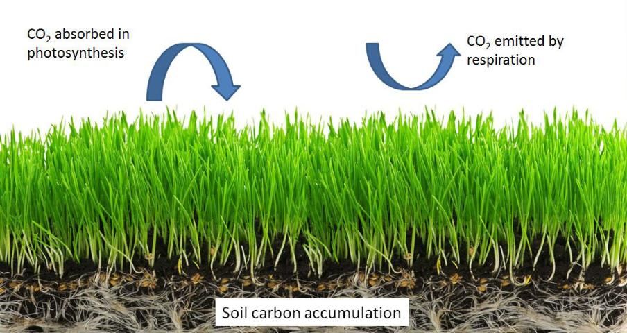 Figure 1. Simplified carbon cycle diagram. While CO2 is removed from the atmosphere and incorporated into plant tissue via photosynthesis, it can also be re-emitted back to the atmosphere as plant (autotrophic) and soil microbial respiration (heterotrophic). The balance between carbon inputs and outputs determines the amount of carbon sequestered in the soil.