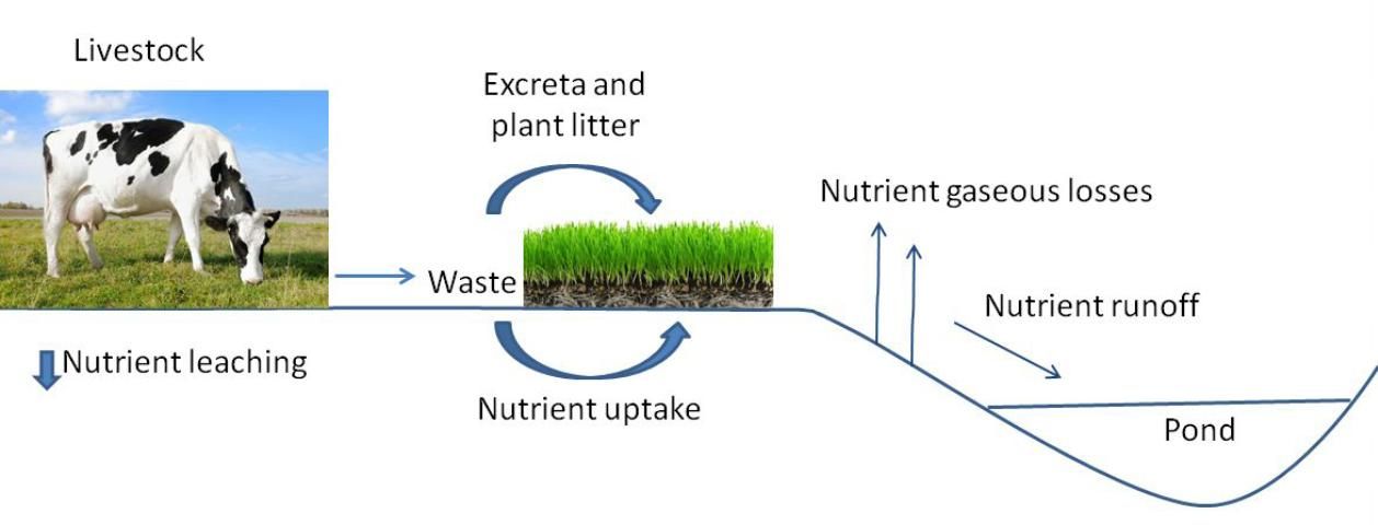 Figure 1. Schematic diagram showing how nutrients cycle through several pools, including the atmosphere, soil, plants, and animals.
