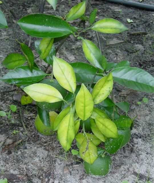 Figure 2. Magnesium-deficient leaves.