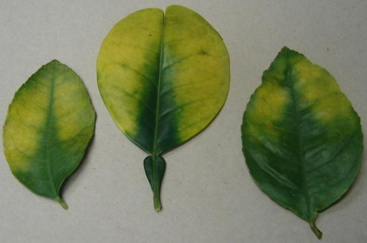 Figure 1. These leaves show magnesium-deficiency symptoms, including disconnected yellow areas and midribs with an inverted V-shaped green area.