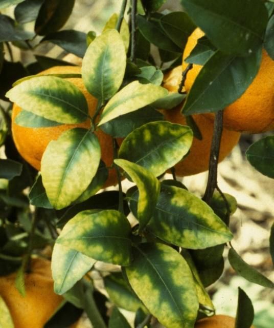 Figure 2. The leaves on this citrus tree show magnesium-deficiency symptoms. Notice how the leaves have an inverted V-shaped area pointed on the midrib.