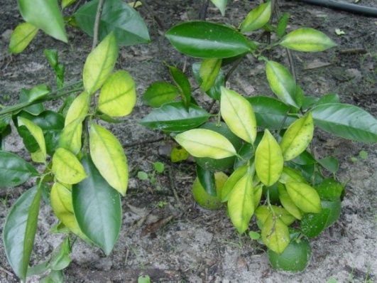 Figure 3. These leaves show severe Mg-deficiency symptoms, including entire leaves yellowing and bronzing.
