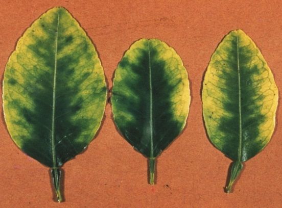 Figure 1. These leaves show calcium deficiency symptoms, including fading of the chlorophyll along the leaf margins and between the main veins during the winter months.