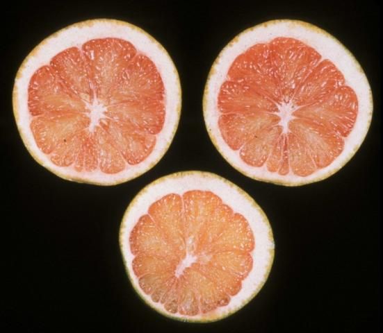Figure 2. These fruit show calcium deficiency symptoms; they are undersized and misshapen with shriveled juice vesicles.