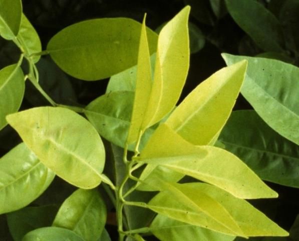 Figure 3. These leaves have sulfur deficiency symptoms because they show chlorosis (pale green to yellow in color) similar to N deficiency. S deficiency symptoms appear on new growth because S does not move readily from old to young leaves like N.