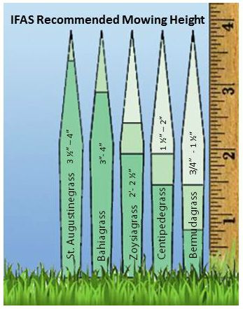 Figure 4. A guide to the correct mowing height for several turfgrass species in Florida. The light-green color band denotes the recommended mowing height range.