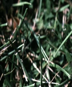 Figure 2. A discoloration of the roadway gutter is a sign of continual wetting from lawn runoff.