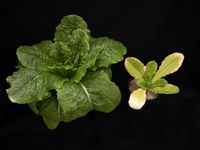 Figure 1. Examples of healthy lettuce (left) and N-deficient lettuce (right).