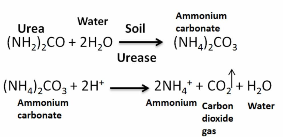 Figure 2. Chemical reactions that take place in soil to transform urea to ammonium.