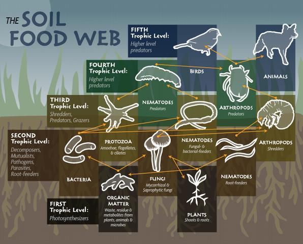 Components of the soil food web (Ingham 2000).