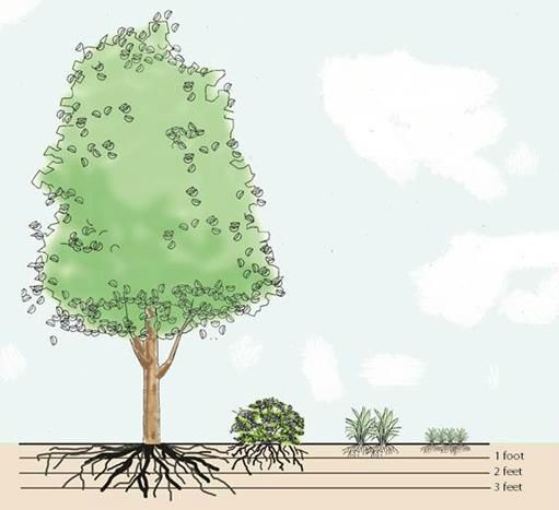 Figure 4. Digging the dyed areas allows you to see how the dye moves in sandy soils.