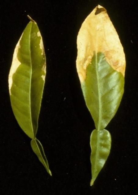 Figure 5. Chloride toxicity—Leaf burn progresses from the tip down along the edges as severity increases.