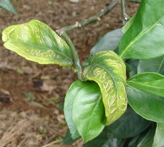 Figure 2. Boron deficiency—Thickening of the leaves, vein splitting, a tendency for the leaves to curl downward, and chlorosis.