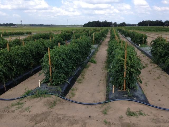 Figure 1. Plantas de tomate en el campo del Centro de Investigación y Educación (UF/IFAS) en Citra, Florida, sujetos a diferentes regímenes de riego y fertilización