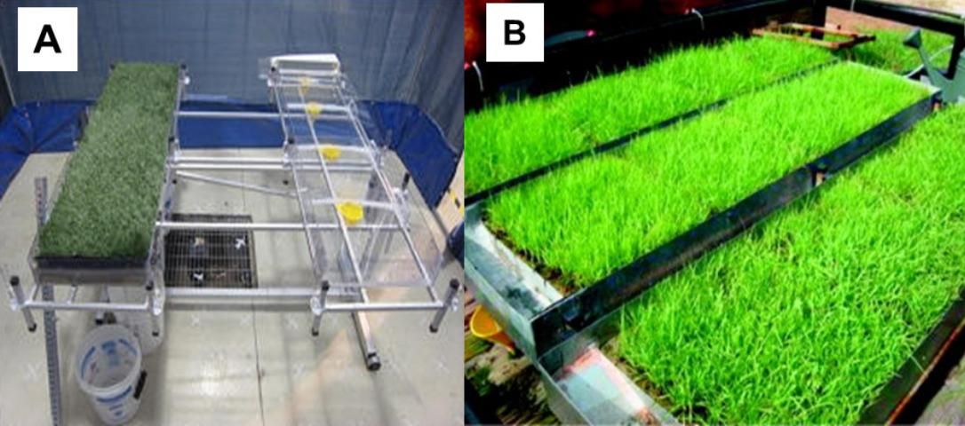 Figure 4. Laboratory studies on colloidal pollutant removal by VFSs in overland flow. (A) A bench-scale experimental setup; (B) Bahiagrass planted in laboratory containers .