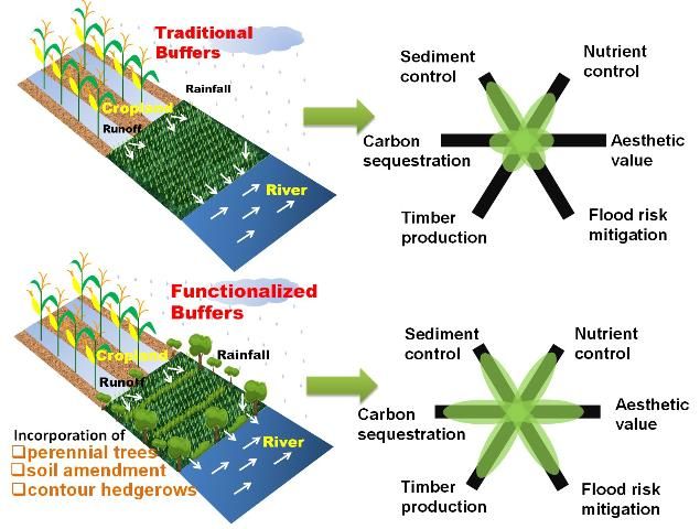 Figure 4. Conceptual framework for comparison of multiple ecosystem services between traditional and functionalized buffers. The provision of multiple ecosystem services by the two buffer systems can be illustrated with these two flower diagrams, in which the magnitude of each ecosystem service is indicated along each axis.