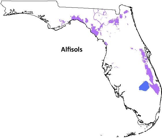 Figure 4. Distribution of Alfisols in Florida.