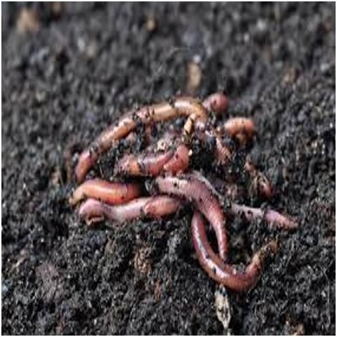 Figure 5. Presence of earthworms in organic soils.