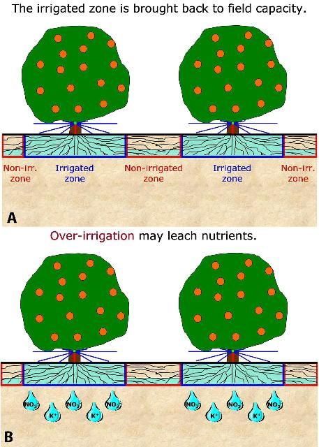 Figure 4. A) The citrus grove after irrigation returns the wetted zone to field capacity. Note that the non-irrigated zone contains very little available water (top). B) Excessive irrigation leaches mobile nutrients like nitrate or potassium (bottom).