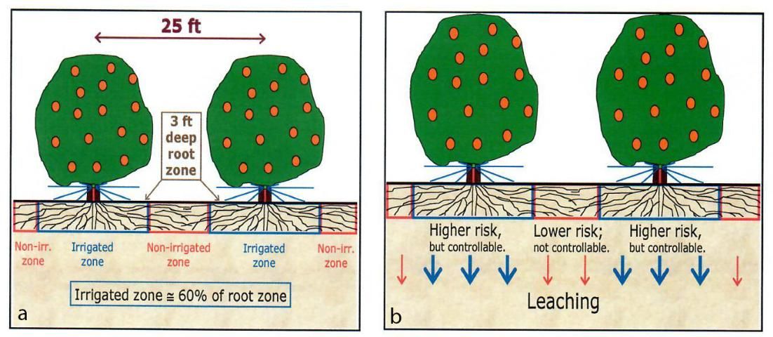 Figure 2. a) Scaled diagram of example citrus grove described above (left). b) Irrigated and non-irrigated zones in a citrus grove have different leaching potentials that depend on irrigation scheduling and fertilizer placement (right).