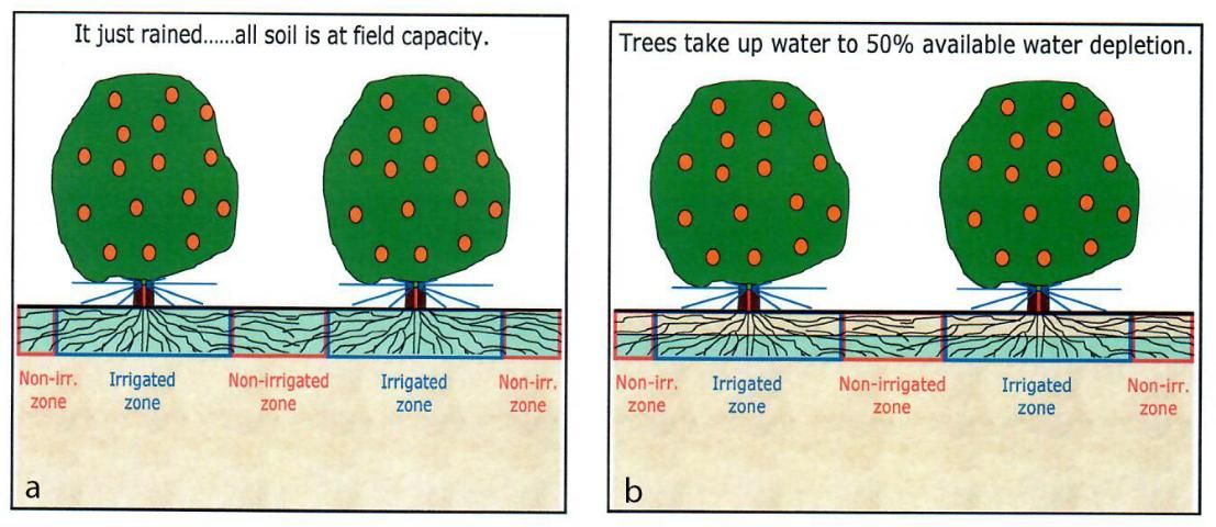 Figure 3. a) The citrus grove at field capacity soil water content (time = 0) (left). b) The citrus grove several days later, after half of the available water has been removed from the root zone. Note that water extraction has occurred from both the irrigated and non-irrigated zones (right).