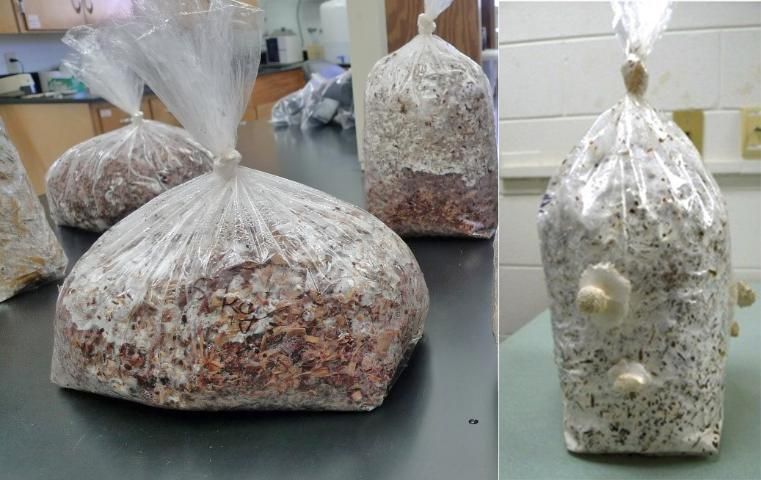Figure 6. Around 3 weeks after incubating the bags in the dark, the fruiting stage starts.