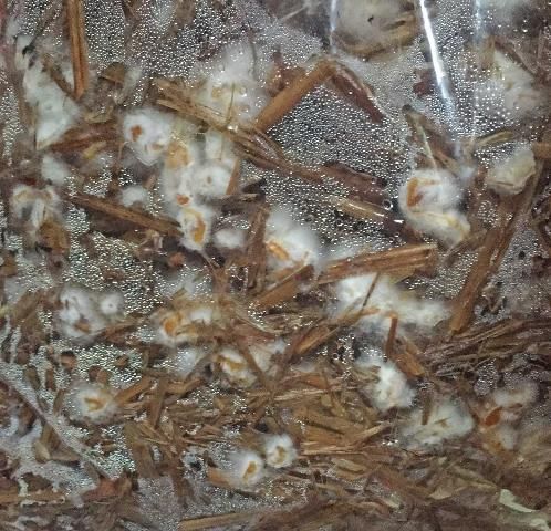Figure 4. Oyster mushroom mycelium growing out from the spawn and colonizing the straw.