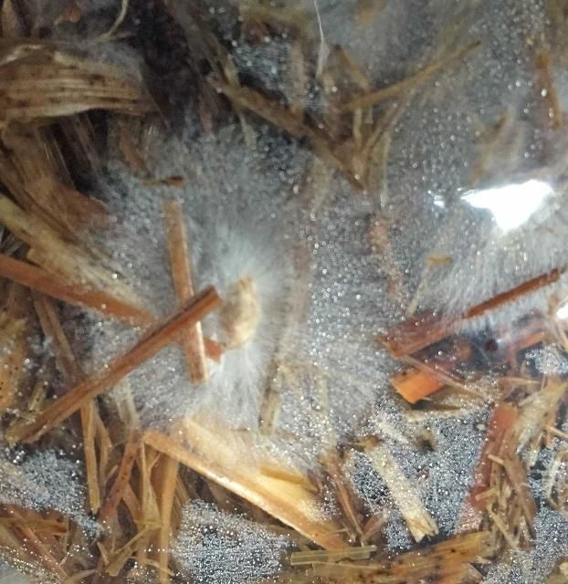 Figure 5. 18 days after incubating the bags in the dark.