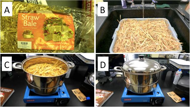 Figure 2. A) Obtain the straw. B) Cut and soak the straw overnight. C–D) Pasteurize the straw.
