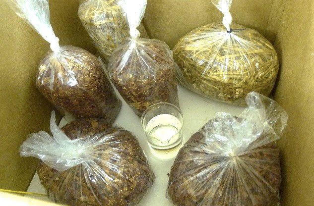 Figure 3. Incubate the filled bags in a clean, dark place (e.g. a cardboard box) at 24–25°C and high humidity (80–90%).