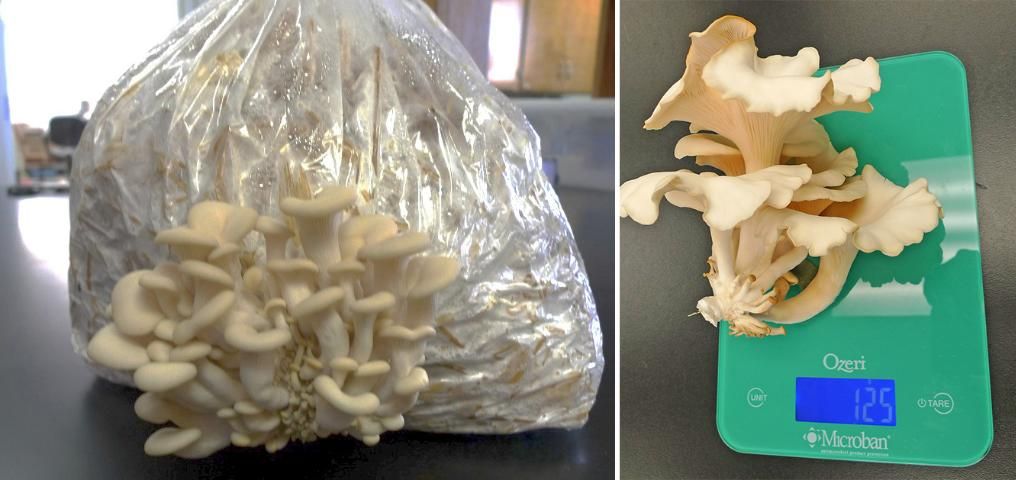Figure 8. 25 days after incubating the logs. Oyster mushrooms grow on the bag in shelf-like clusters. The caps are rolled into a convex shape when young (left) and will flatten out as the mushroom ages (right).