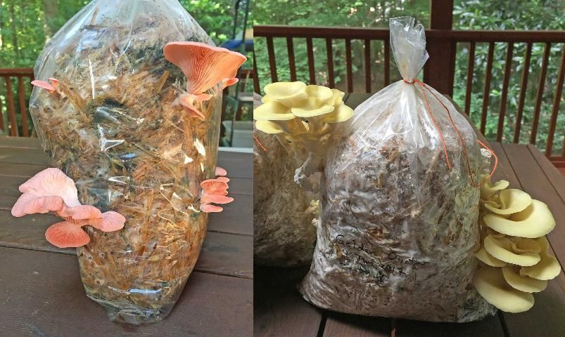 Figure 1. Two colorful oyster mushroom species, Pleurotus djamor and P. cornucopiae.