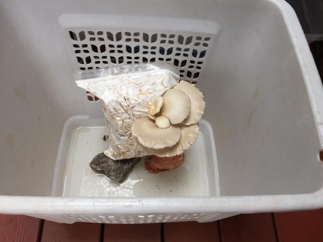 Figure 7. A fruiting chamber set up using a laundry hamper.