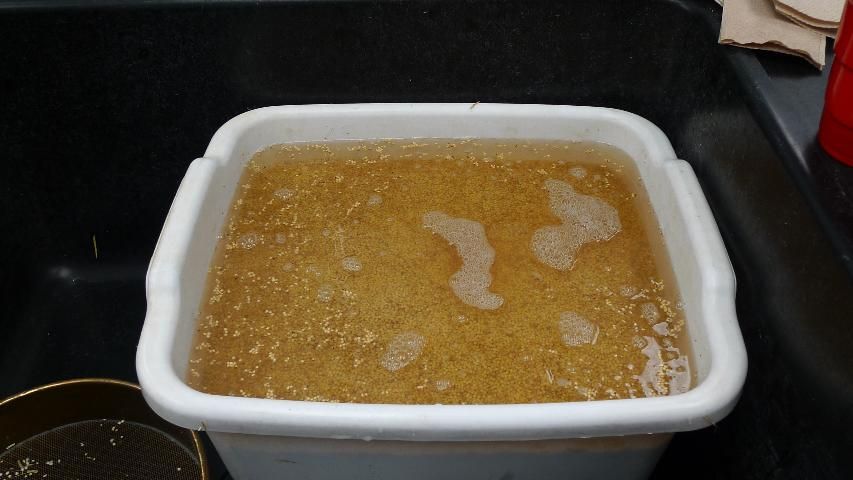 Figure 4. Soaking of the seeds for 12 hours or overnight.