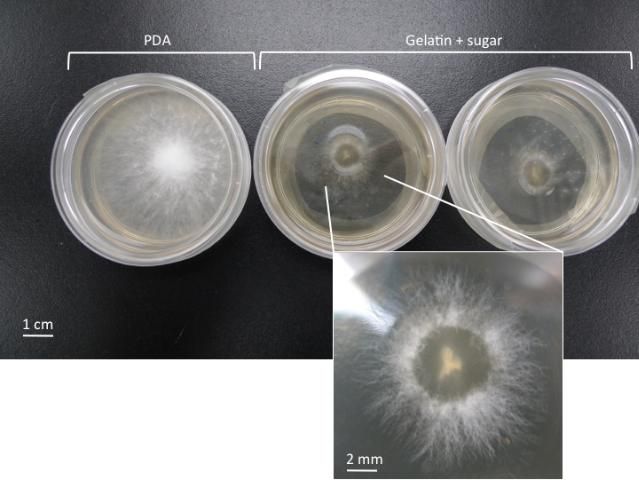Figure 2. Comparison of fungal mycelium (Pleurotus spp.) growing on PDA medium versus gelatin medium growth (5-day culture).