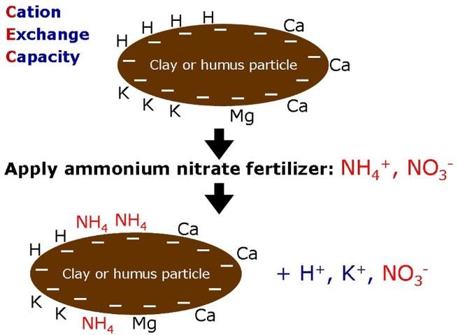 Figure 5. Example of the cation exchange reaction that occurs when a soil is fertilized with ammonium nitrate.