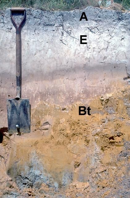 Figure 4. Riviera sand, an Alfisol, with surface (A), leached (E), and restrictive (Bt) horizons.