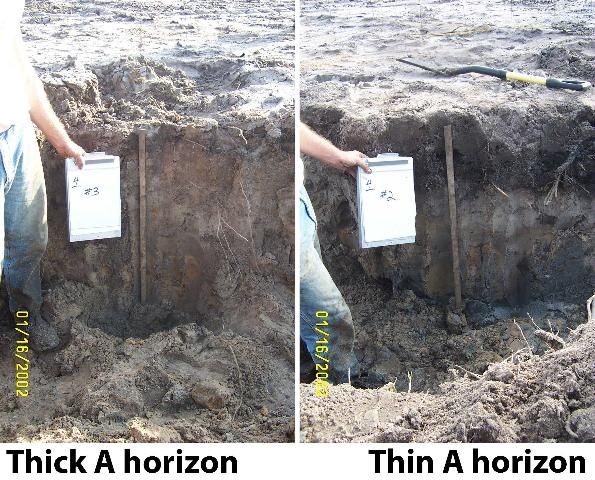 Figure 8. Effect of leveling a Flatwoods citrus site on topsoil (A horizon) thickness. Note the thick, dark topsoil on the left and lack of same on the right.