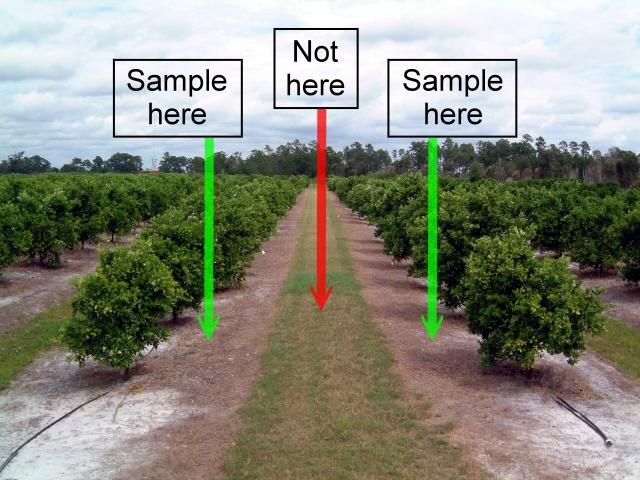 Figure 6. Sample soil near the dripline of the trees, not in the row middle.