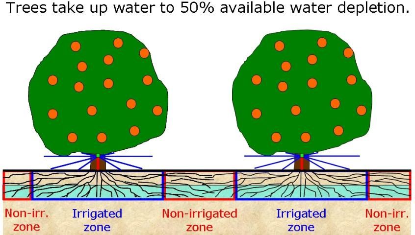 Figure 5. The citrus grove several days later, after half of the available water has been removed from the root zone. Note that water extraction has occurred from both the irrigated and non-irrigated zones.