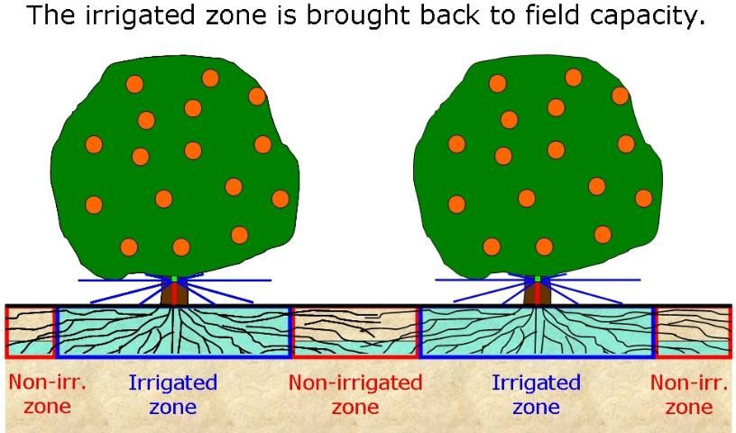 Figure 6. The citrus grove after irrigation returns the wetted zone to field capacity. Note that the non-irrigated zone contains very little available water.