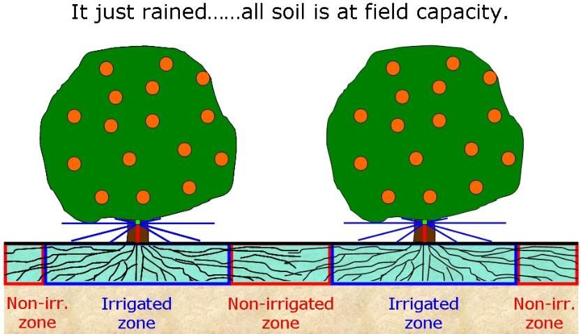 Figure 4. The citrus grove at field capacity soil water content (time = 0).