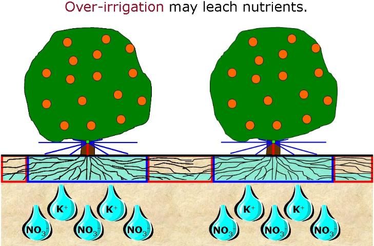 Figure 7. Excessive irrigation leaches mobile nutrients like nitrate and potassium.