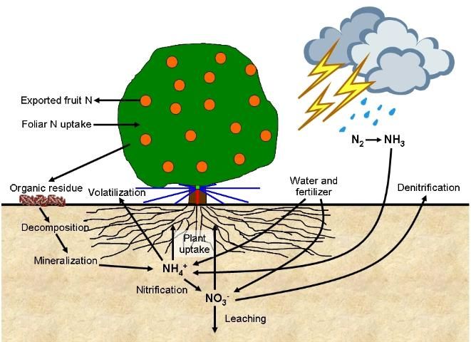 Figure 1. The citrus tree as a component of the environmental N cycle.