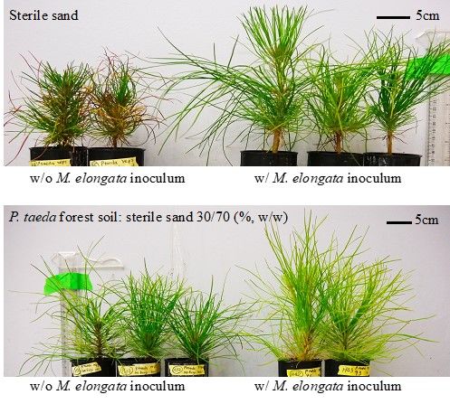 Figure 5. Growth enhancement of loblolly pine (Pinus taeda) in response to inoculation of M. elongata (Isolate PMI93). After inoculation, seedlings of P. taeda were grown in sterile sand or natural soil systems (30% soil collected from P. taeda forest, Durham, NC, mixed with 70% sterile sand [w/w]) for 10 months.